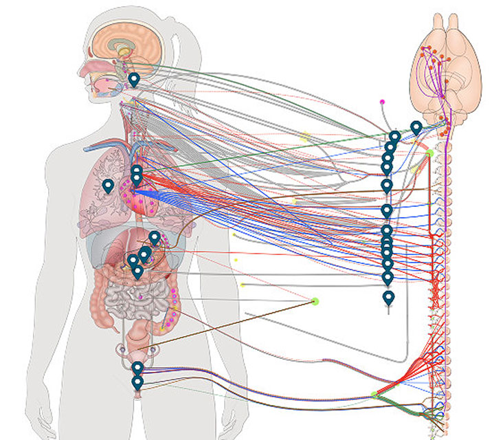 Treapia Neural